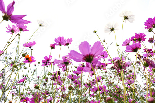 many pink (purple) cosmoses on a white background © notwaew