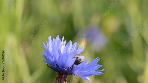 A bee pollinating a flower cornflowers. Cornflower - Centaurea. Bee on a flower. Cornflowers bloom.
