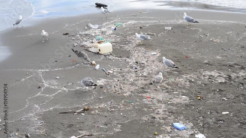 Gull searching for food  between rubbish on beach at naples