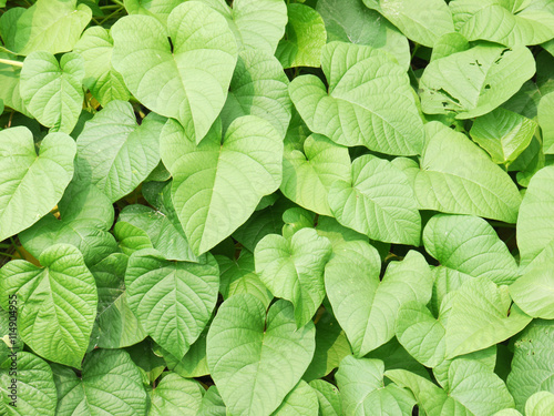 green leaf ivy photo