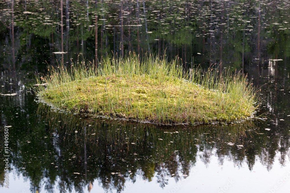 Obraz premium Floating peat islet at a small forest lake