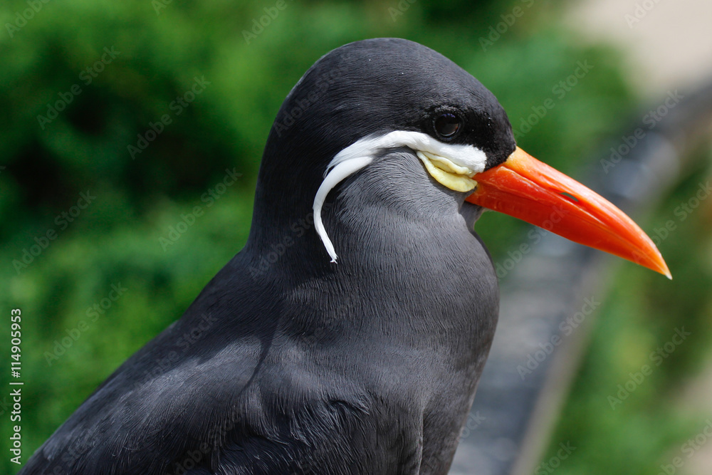 Naklejka premium inka tern bird