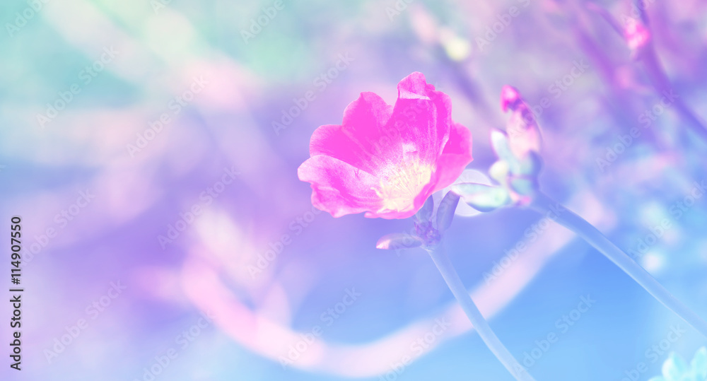 beautiful flower in the garden beautiful flower in the garden