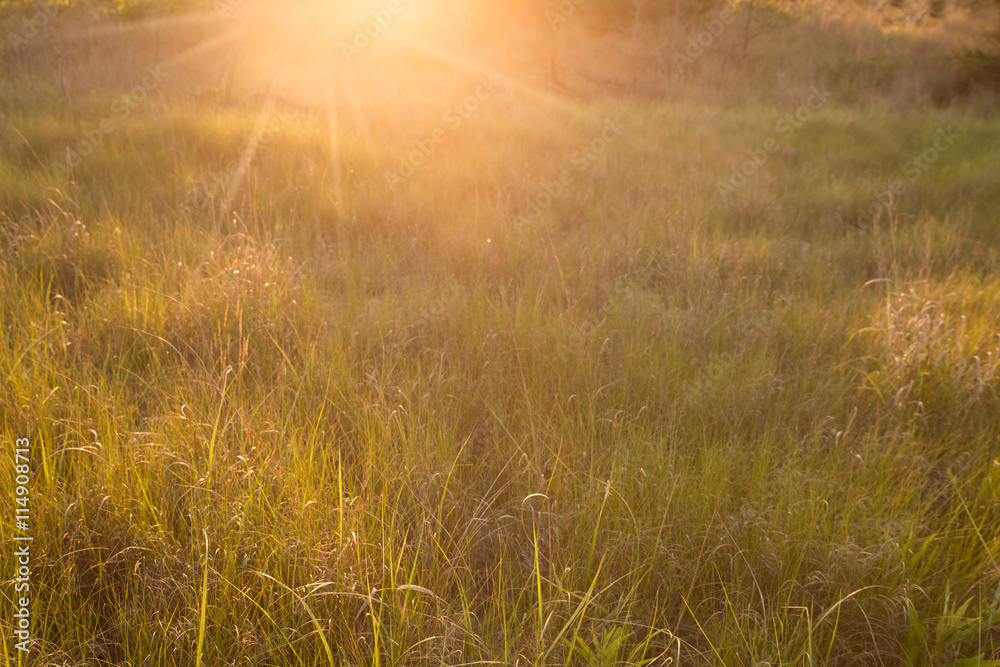 Obraz premium Meadow of tall grass and sunlight nature background image