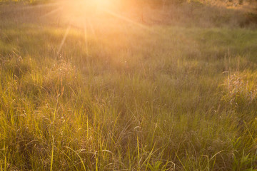 Meadow of tall grass and sunlight nature background image