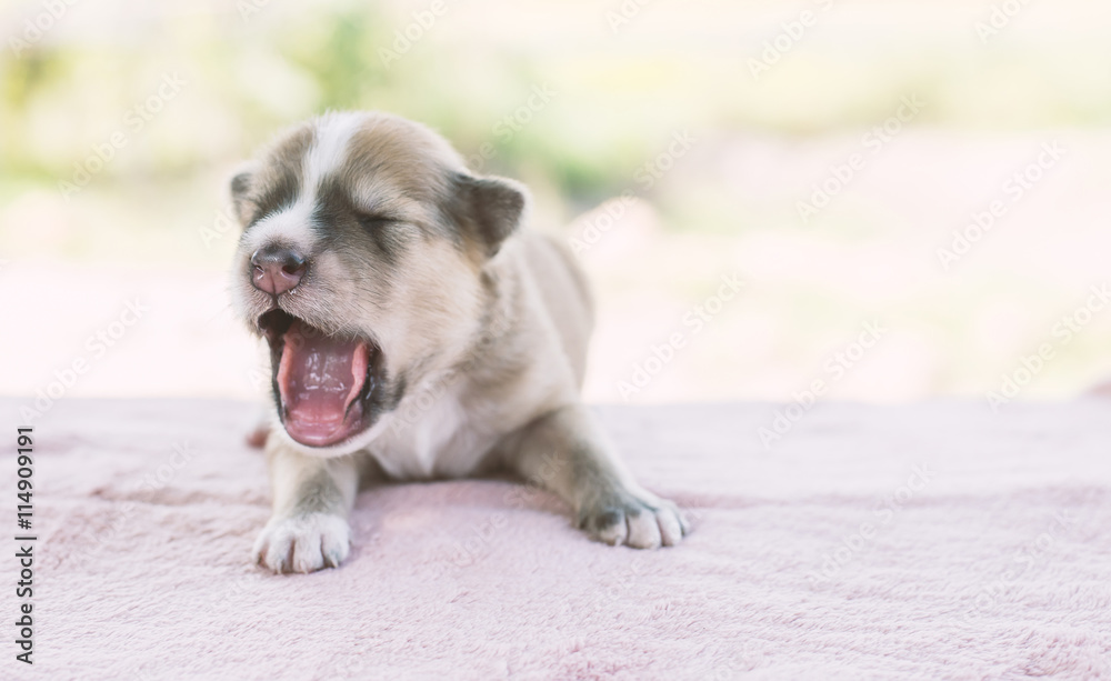 Obraz premium Adorable Small Puppy Relaxing.