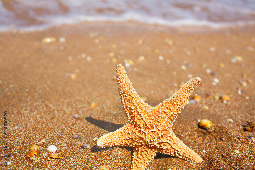 Starfish on the Beach in front of wave covered with foam, shot with copyspace Starfish on the Beach in front of wave covered with foam, shot with copyspace