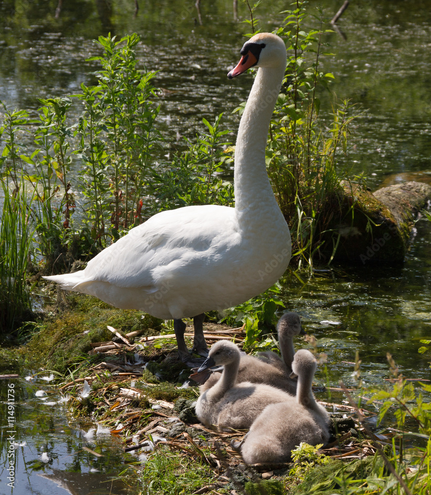 Obraz premium Family of swans.