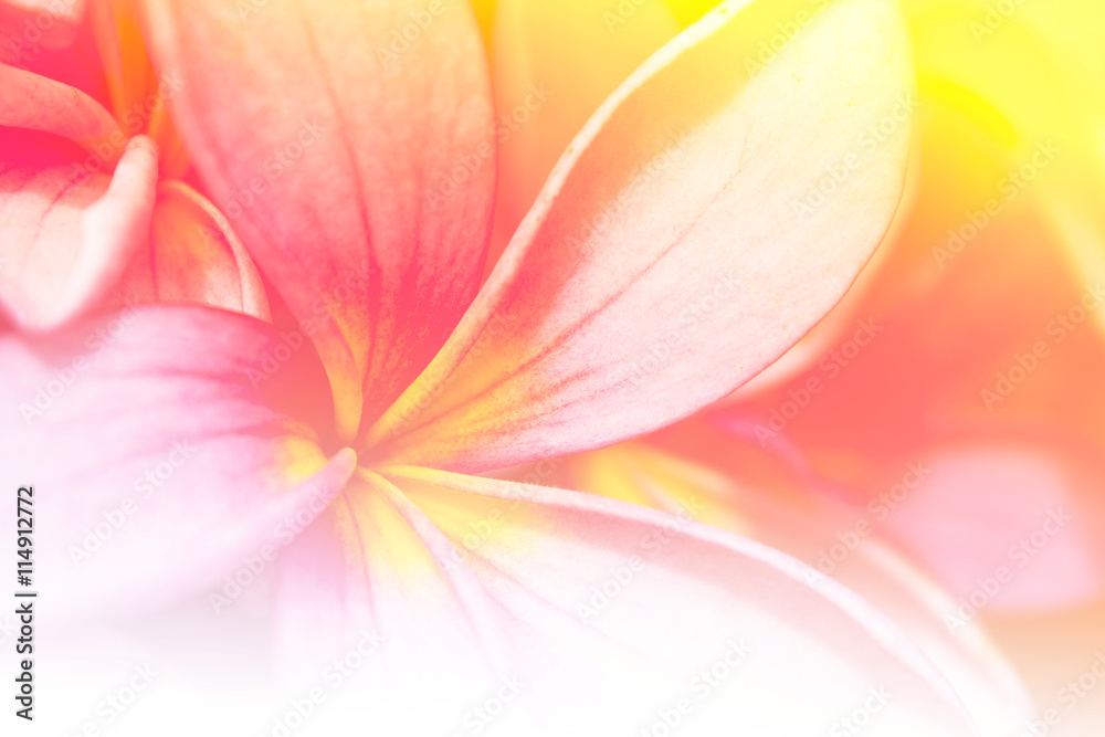 branch of tropical flowers frangipani (plumeria),