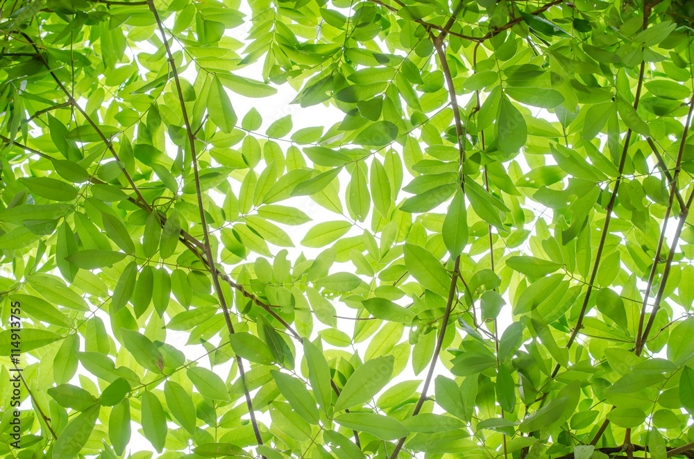 Obraz premium Translucent green leaves