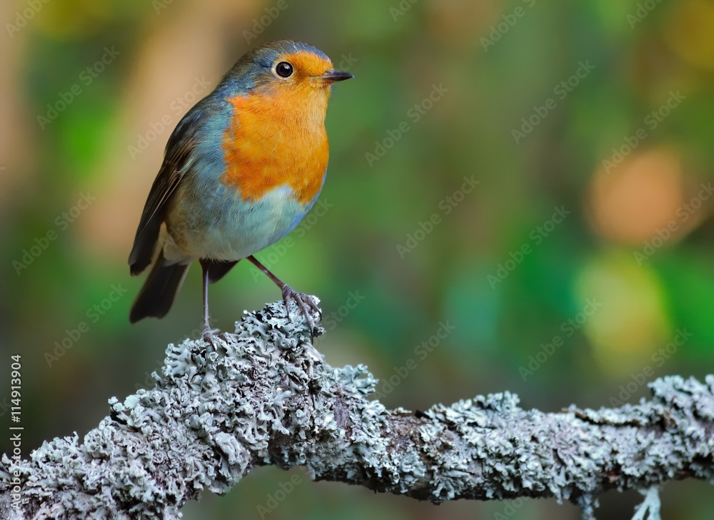 European robin (Erithacus rubecula) on the branch European robin (Erithacus rubecula) on the branch