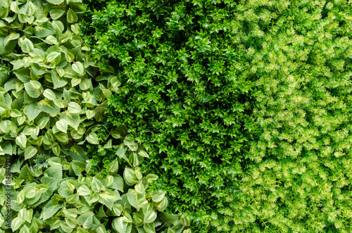 Artificial plant background