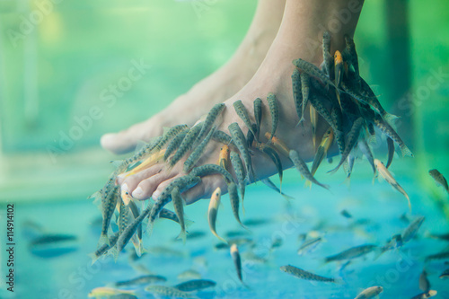 Photography Fish spa pedicure, Pedicure fish spa, Rufa Garra fish spa pedicu