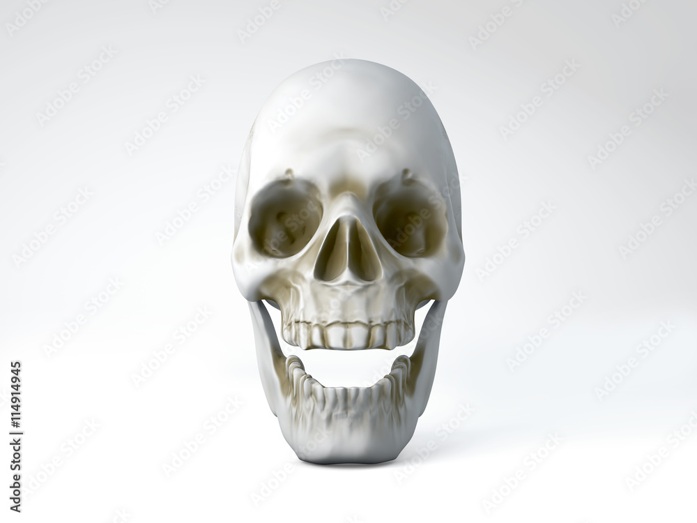 3D illustration of skull on white background