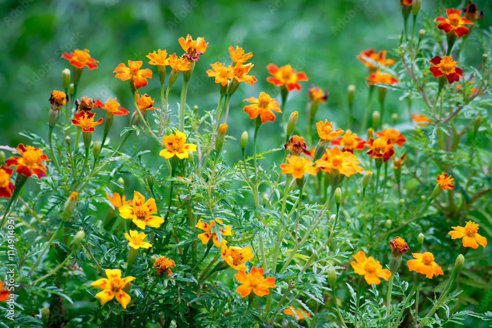 Marigolds (Tagetes erecta, Mexican marigold, Aztec marigold, African marigold)