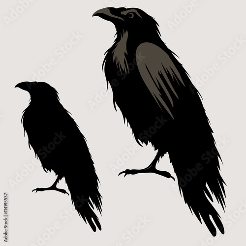 black raven bird silhouette  © smaliars