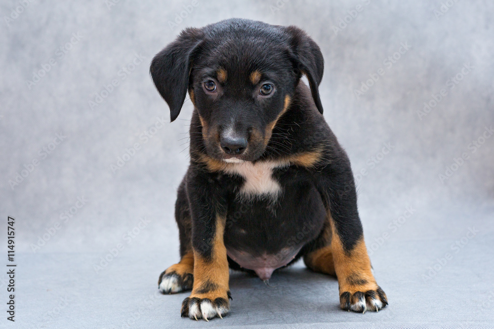 Obraz premium Small black puppy