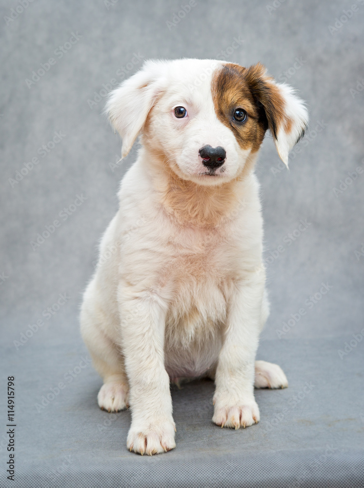 White puppy with  orange spot