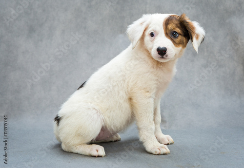 White puppy with orange spot
