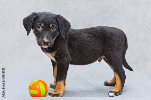 Small black puppy with ball