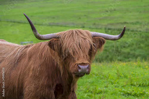 Highland Cow close up