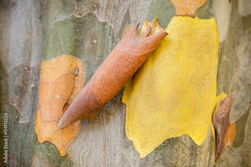 Bark detail of Pseudocydonia sinensis, photo