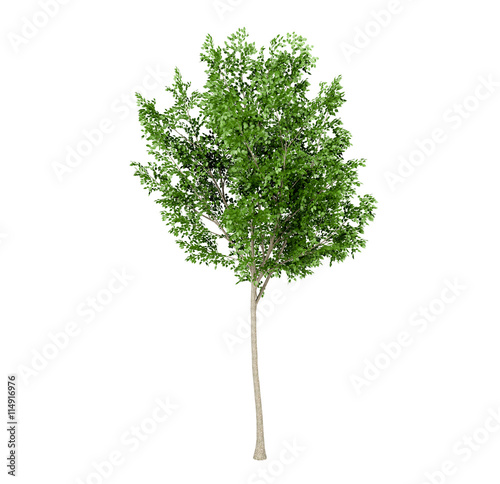 Green leaf tree isolated on white background, 3D rendering