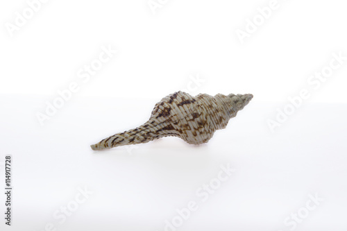 shell on a white background