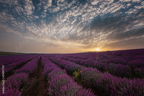 Sunrise at lavender field  near Burgas city  Bulgaria