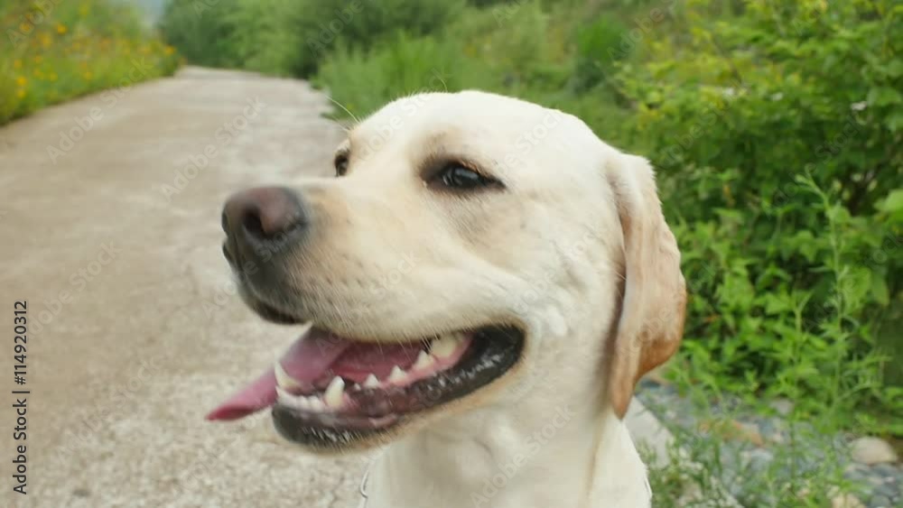 즐거운 래브라도