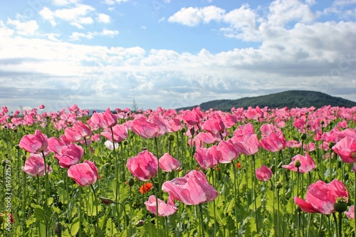 Schlafmohnbl  te  Papaver somniferum  in Germerode am Mei  ner   