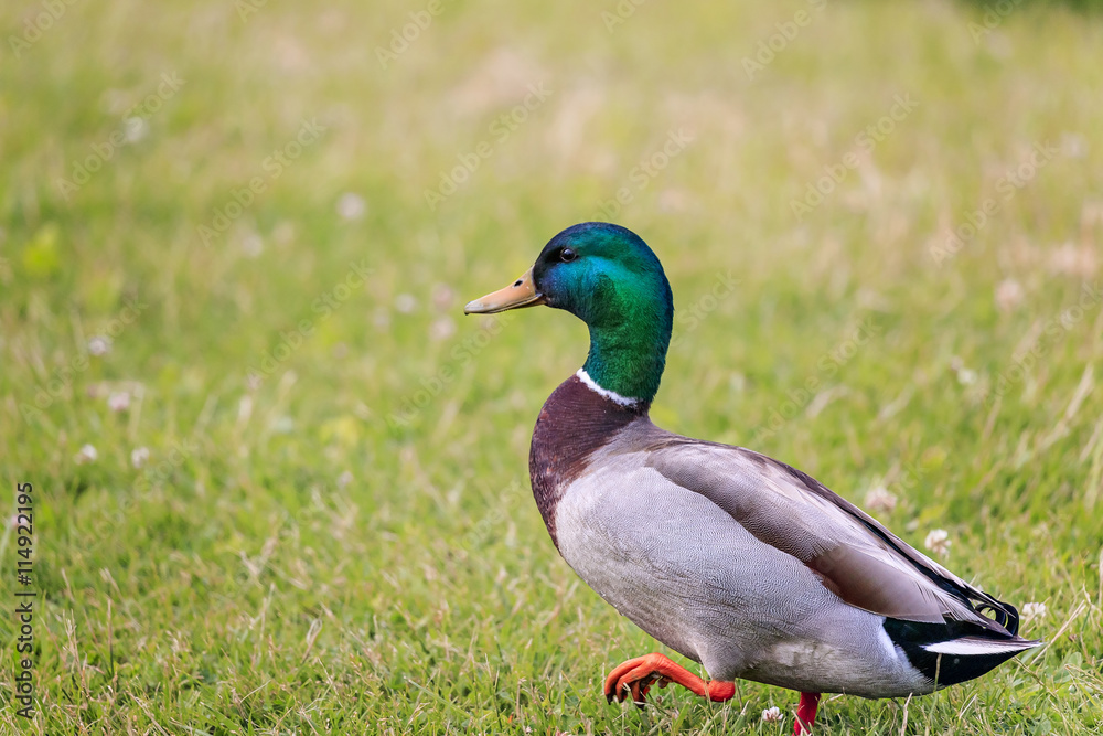Duck-drake Duck-drake