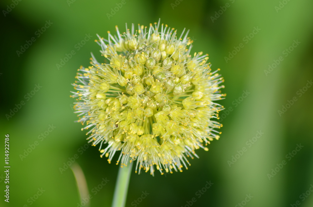 Collored flowers of onion at the garden Collored flowers of onion at the garden