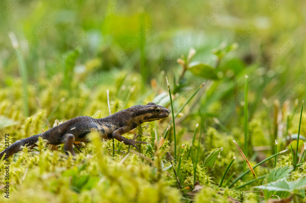 Fototapeta premium A small salamander in the green grass