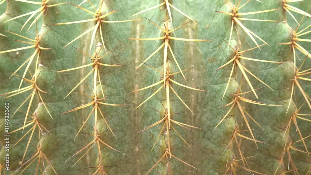 Dolly cactus thorn sphere is beautiful. Dolly cactus thorn sphere is beautiful.
