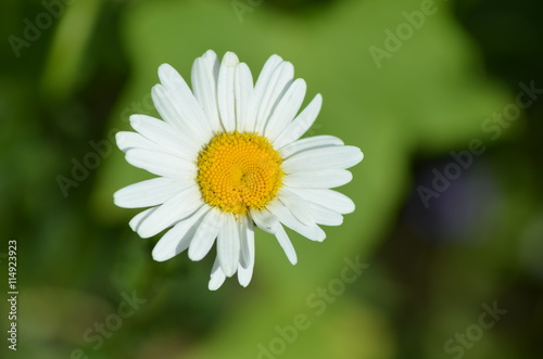 Fototapeta Naklejka Na Ścianę i Meble -  white Daisy flower