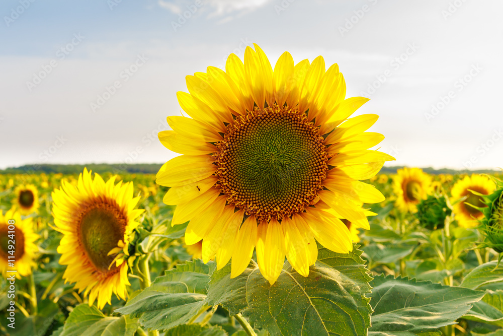 Field of blooming sunflowers, landscape background. Field of blooming sunflowers, landscape background.