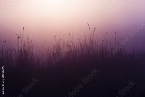 Morning sun shinnig throw the tree. Early morning on meadow. photo