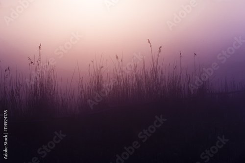 Morning sun shinnig throw the tree. Early morning on meadow.