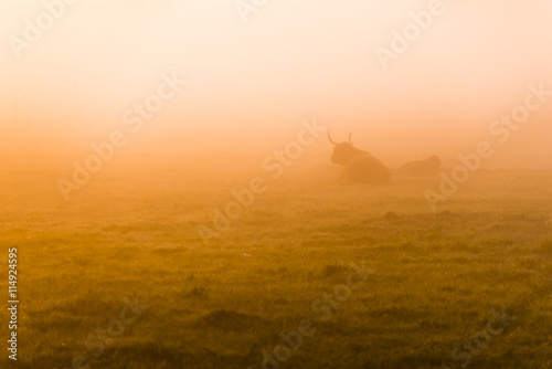 Highland cattle in the fog of sunrise on meadow. photo