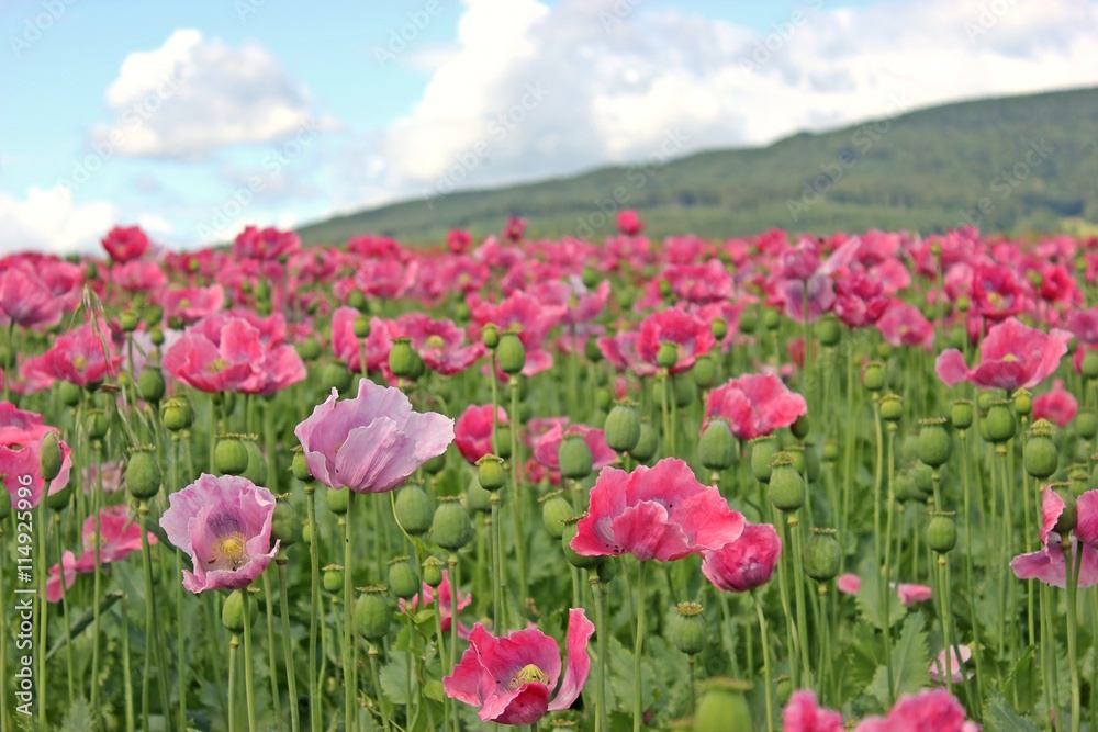 Schlafmohnblüte (Papaver somniferum) in Germerode am Meißner 
