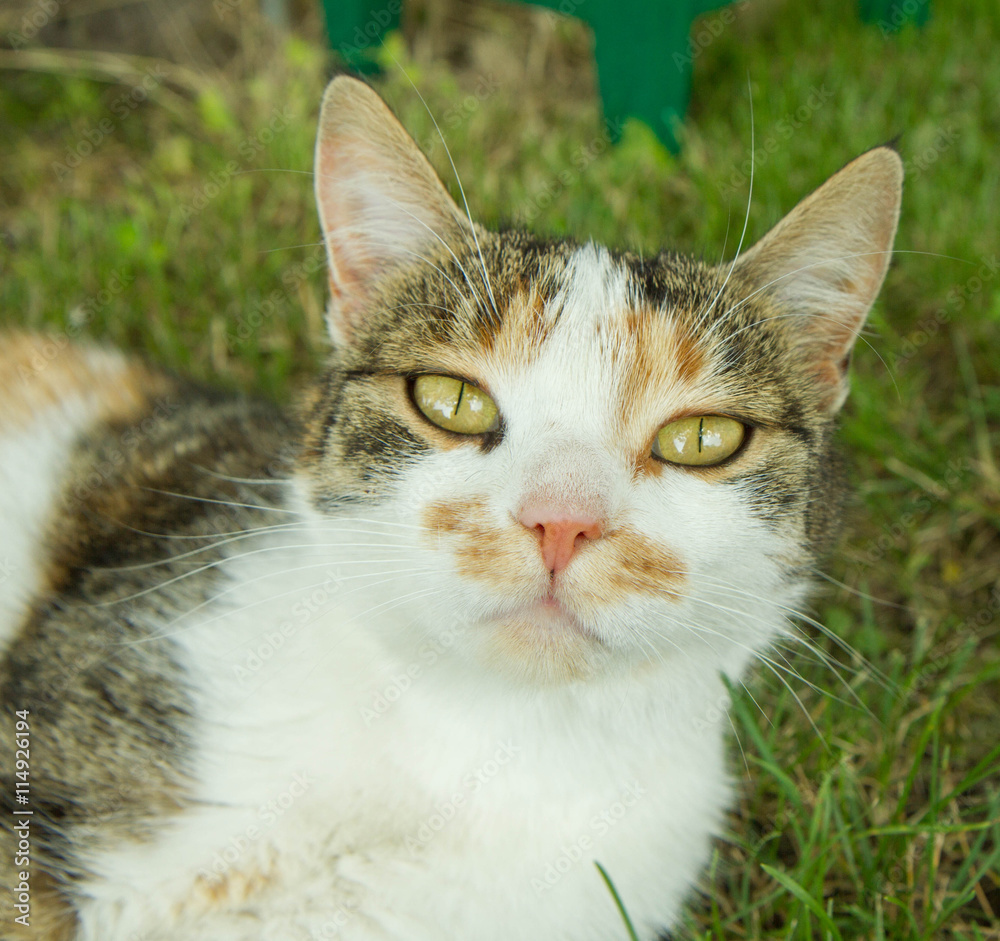 Cat on a lawn Cat on a lawn