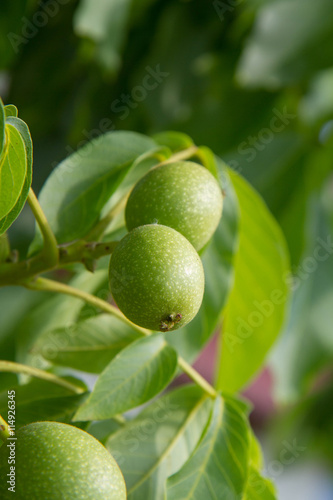 The common walnut in growth