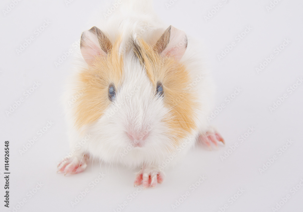 Cute newborn guinea pig baby (on the white background), selective focus on the guinea pig head Cute newborn guinea pig baby (on the white background), selective focus on the guinea pig head