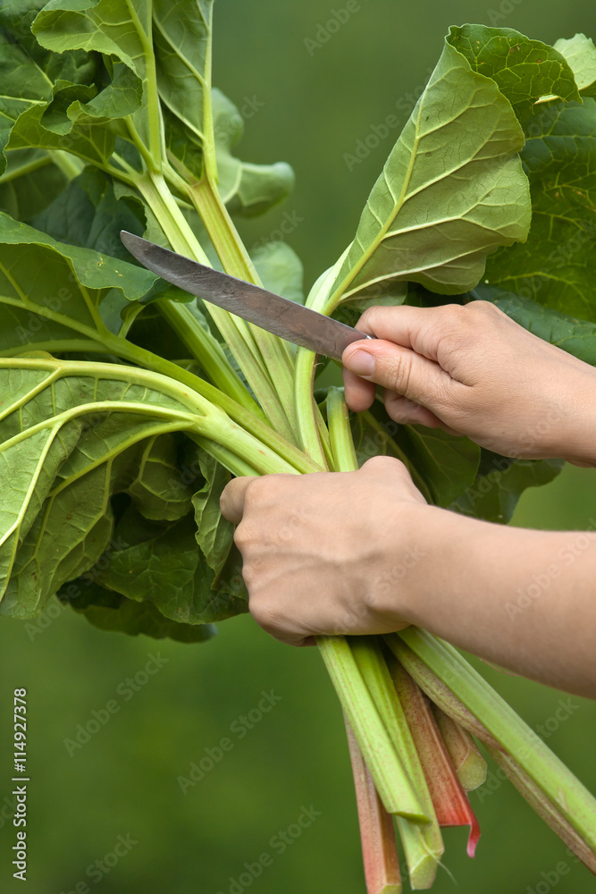 hands cutting leaves of rhubarb