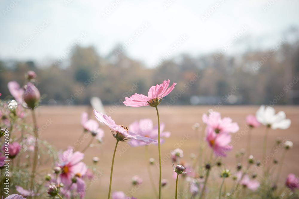 Cosmos flower blossom in garden