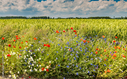 Wildflowers in the field of ripening rye, Europe