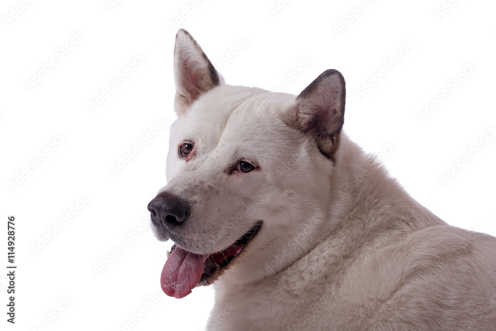 White Akita portrait White Akita portrait