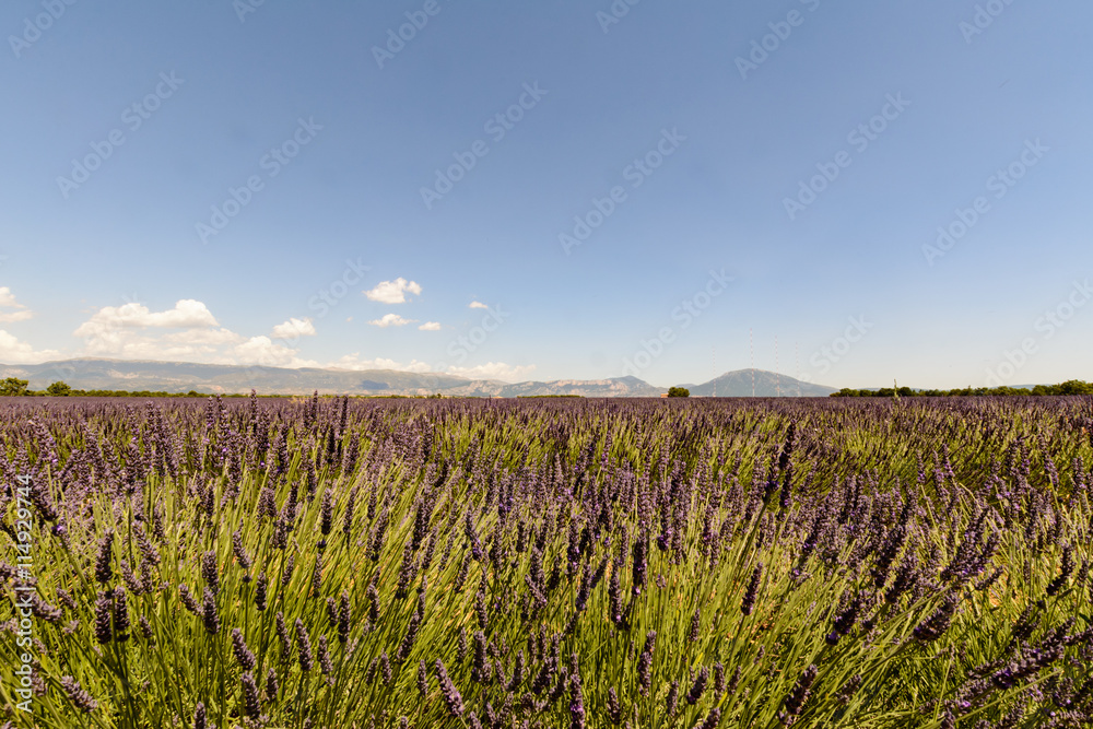 Obraz premium Landscape of a lavander field with a building and mountains, in