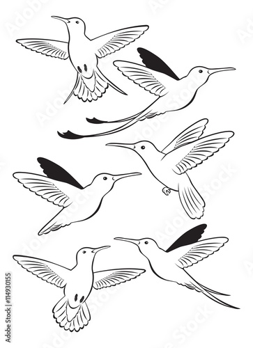 colibri